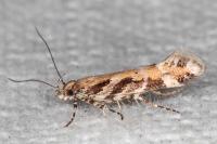 Aristotelia