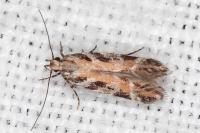 Aristotelia