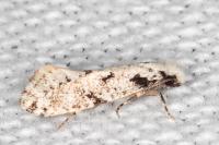 Nemapogon nevadellus