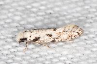 Nemapogon nevadellus
