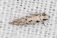 Nemapogon nevadellus