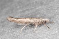 Paradoxus osyridellus
