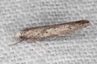 Paradoxus osyridellus