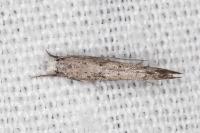 Paradoxus osyridellus