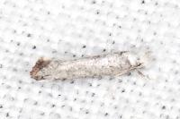Paraswammerdamia albicapitella