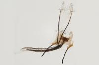 Coleophora lineata