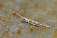 Coleophora lineata