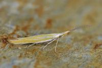 Coleophora oriolella