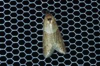 Tortricodes alternella