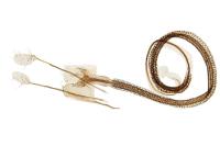 Coleophora medelichensis