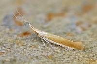 Coleophora medelichensis