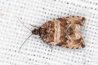 Celypha cespitana