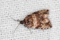 Celypha cespitana