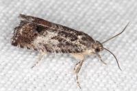 Cydia splendana