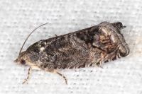 Cydia splendana