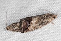 Cydia splendana