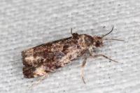 Endothenia
