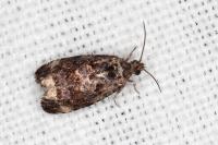 Endothenia