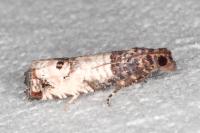 Notocelia incarnatana