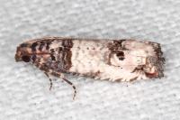 Notocelia incarnatana