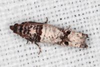 Notocelia incarnatana