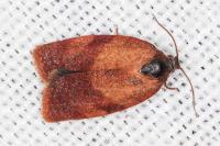 Cacoecimorpha pronubana