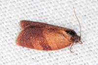 Cacoecimorpha pronubana