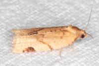 Paramesia gnomana