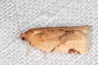 Paramesia gnomana