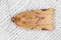 Paramesia gnomana