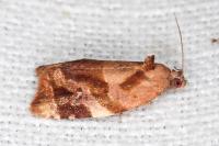 Ditula angustiorana