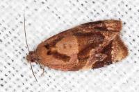 Ditula angustiorana