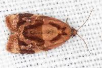 Ditula angustiorana