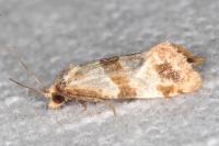 Phalonidia contractana