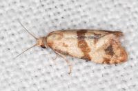 Phalonidia contractana