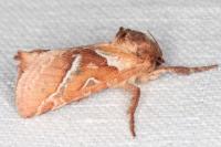 Triodia sylvina