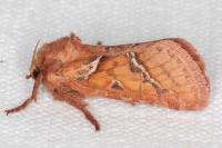Triodia sylvina