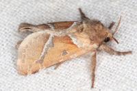 Triodia sylvina