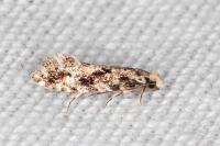 Nemapogon agenjoi