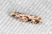 Nemapogon agenjoi