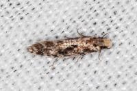 Nemapogon agenjoi