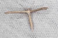 Stenoptilia mimula
