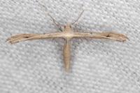 Stenoptilia mimula