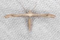Stenoptilia mimula