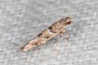 Acrocercops brongniardella