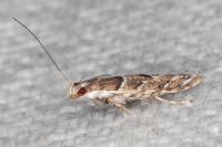Acrocercops brongniardella