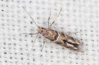 Acrocercops brongniardella