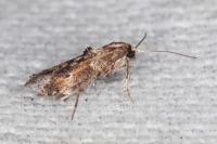 Epermenia profugella
