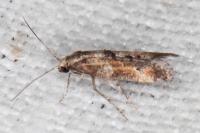 Epermenia profugella