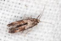 Epermenia profugella